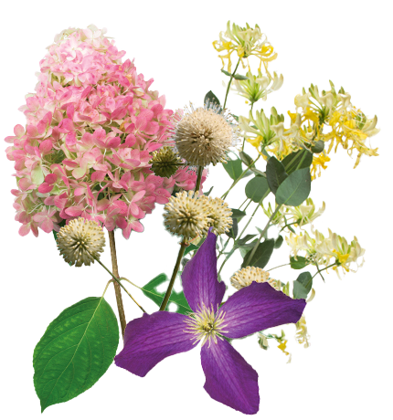 Summer Shrubs 