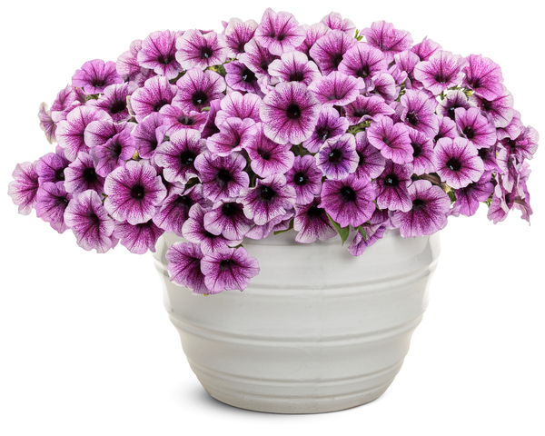 SUPERTUNIA<sup>®</sup> BORDEAUX<sup>™</sup> II Petunia 