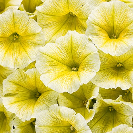 yellow petunia