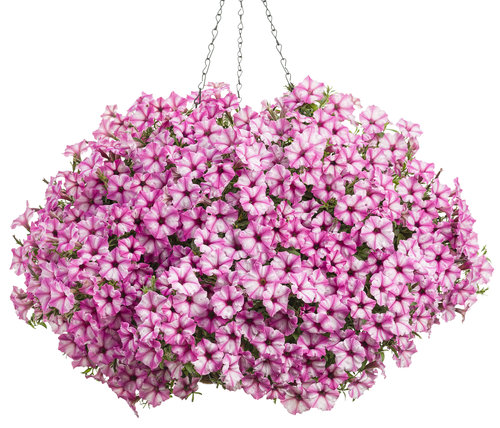 hanging basket petunias