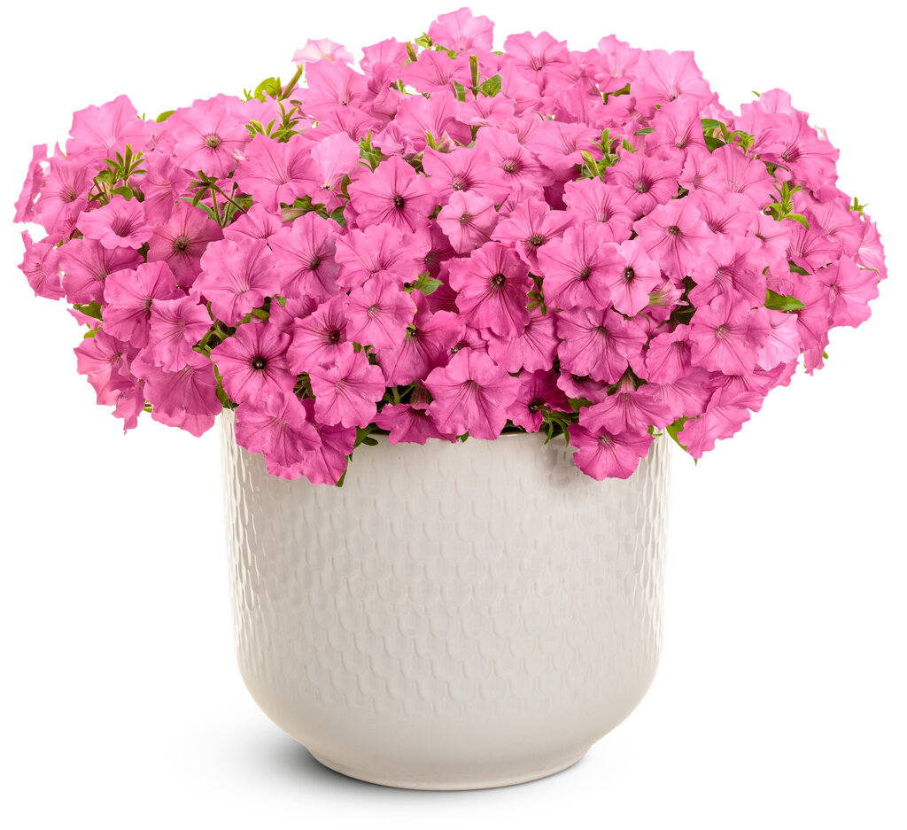 Supertunia Vista Bubblegum Improved | Deeper color