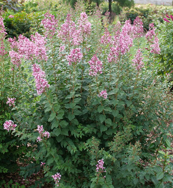 Bloomerang Ballet<sup>®</sup> Reblooming Lilac