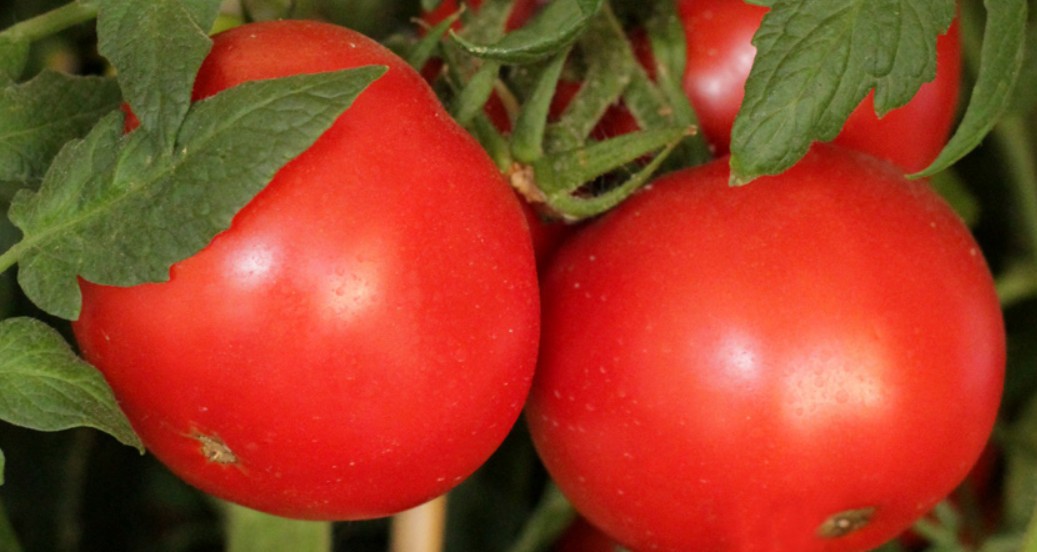 beautiful tomato_vine