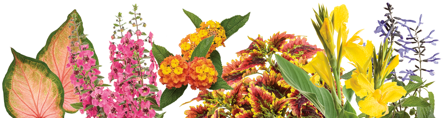 Small space habit flowers