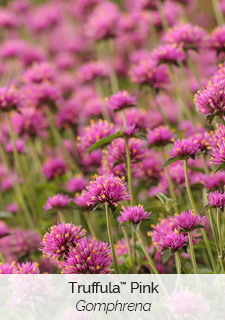 Truffula-Pink-Gomphrena