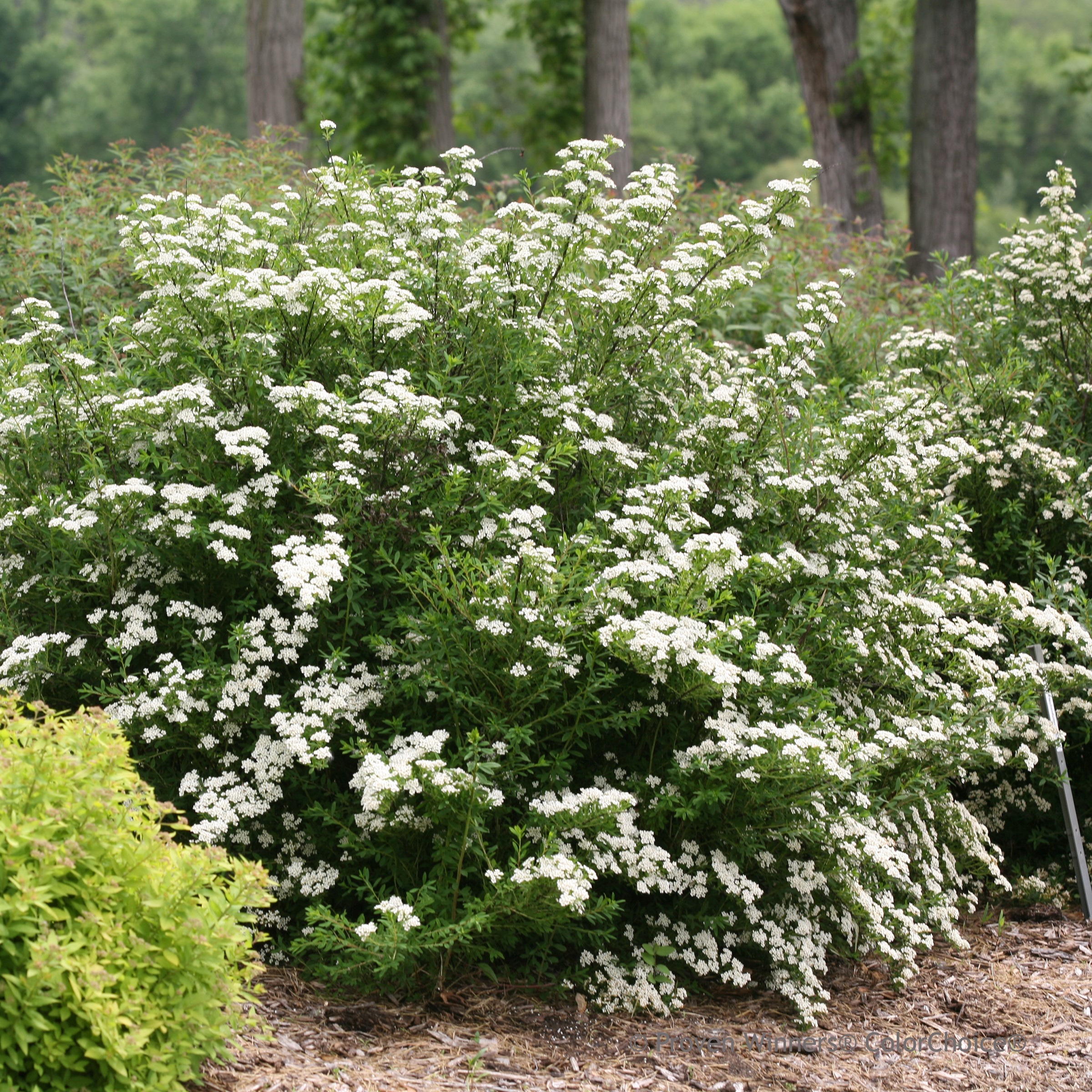 Image of Tor spirea plant in a woodland setting