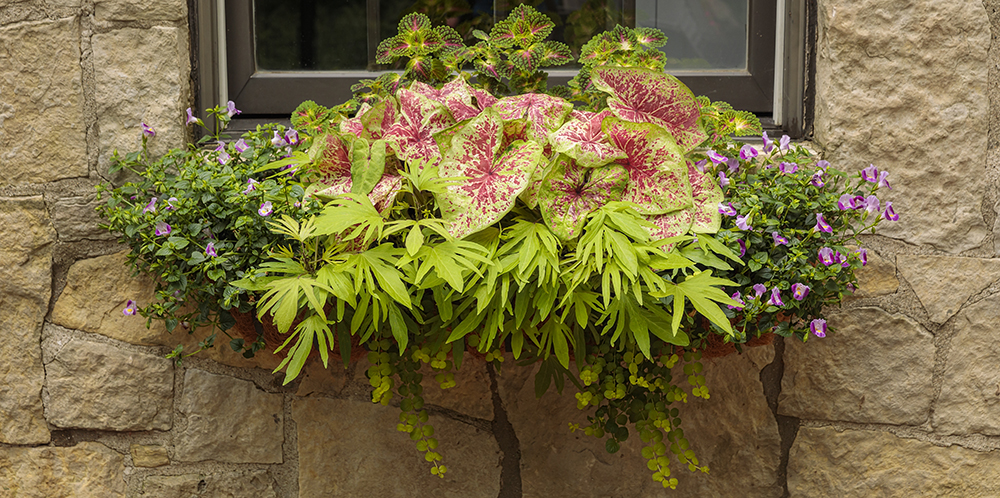 caladium window box