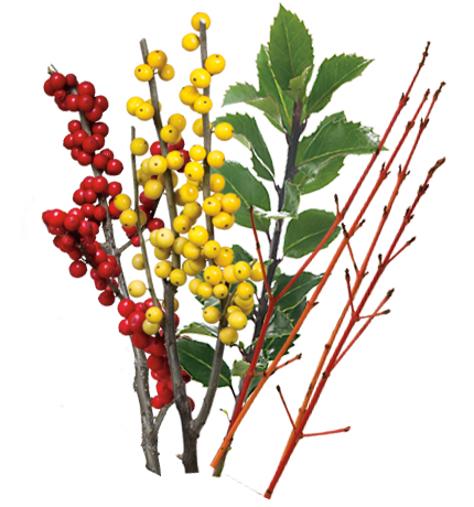 Winter Shrubs