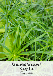 baby-tut-cyperus
