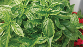 basil