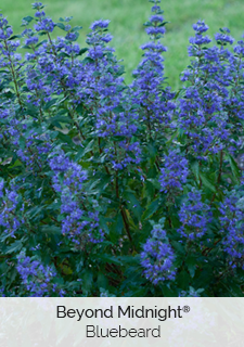Beyond-Midnight-Bluebeard