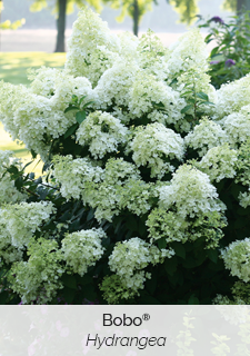 bobo-hydrangea