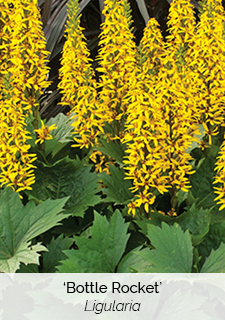 bottle-rocket-ligularia