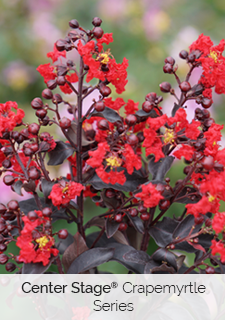 center-stage-crapemyrtle