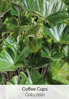 colocasia-coffee-cups