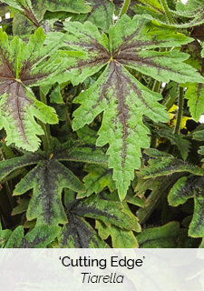 cutting-edge-tiarella