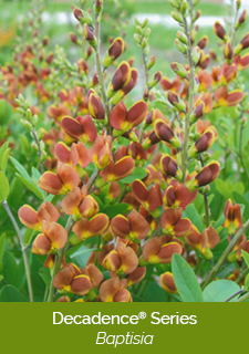decadence-baptisia-series