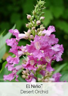 el-nino-desert-orchid