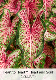 heart-and-soul-caladium