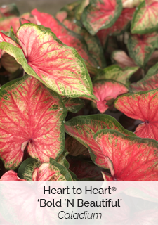 heart-to-heart-bold-n-beautiful-caladium