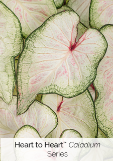 Heart-to-Heart-Caladium