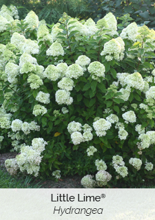 little-lime-hydrangea