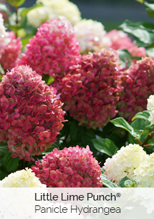 little-lime-punch-hydrangea