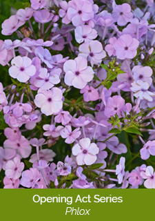 opening-act-phlox-series