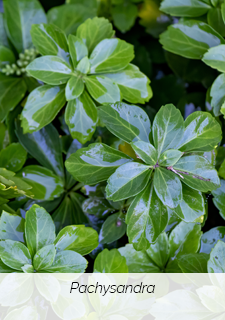 pachysandra