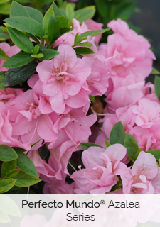 perfecto-mundo-azalea