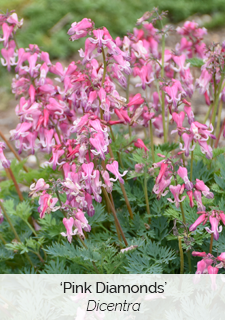 pink-diamonds-dicentra