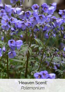 polemonium-heaven-scent