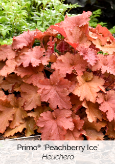 primo-peachberry-ice-heuchera