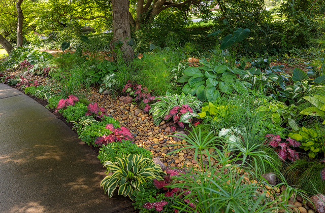 rain-garden