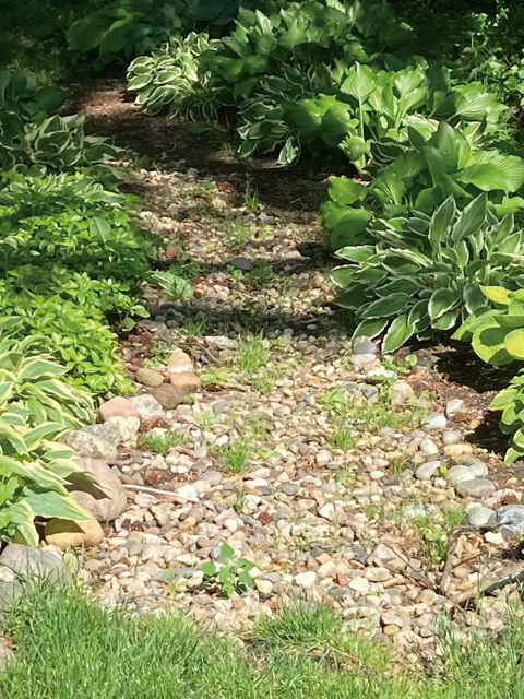 rain-garden-problem-area