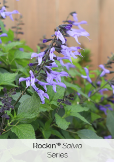 Rockin-Salvia