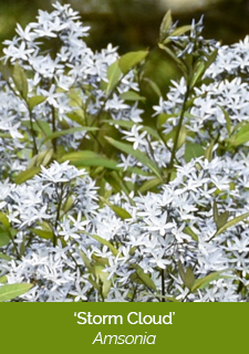 storm-cloud-amsonia
