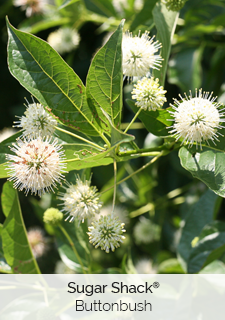 sugar-shack-buttonbush