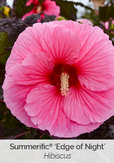summerific-edge-of-night-hibiscus