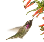 Hummingbirds will make their annual return to Missouri soon.
