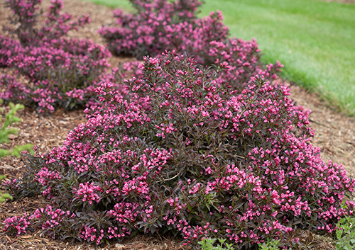 Low Growing Groundcover Shrubs, Shrubs For Ground Cover
