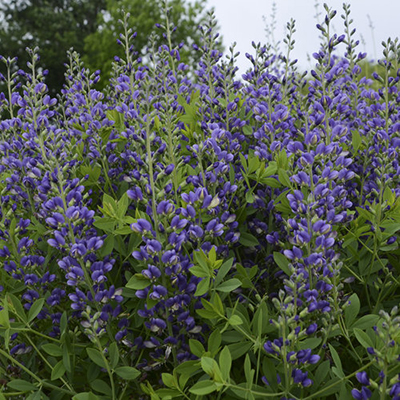 Top 10 Blue Perennials For Dreamy Gardens Proven Winners