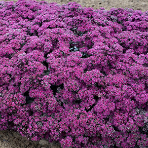 13 Purple Plants & Flowers You'll Positively Love | Proven Winners