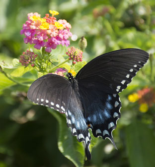 Learn More About Butterflies 