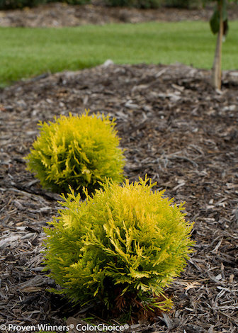 Shrubs With Winter Interest Proven, Yellow Shrubs For Landscaping