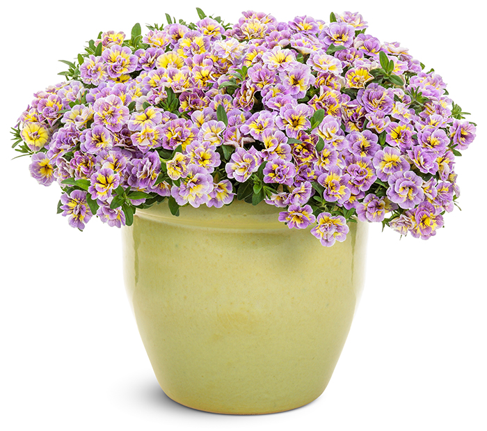 SUPERBELLS<sup>®</sup> Double Mardi Gras Calibrachoa