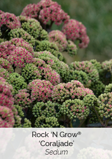 rock-n-grow-coraljade
