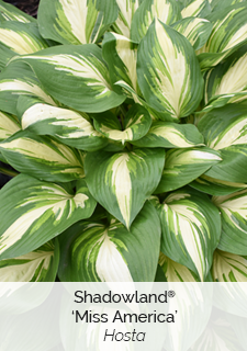 shadowland-miss-america