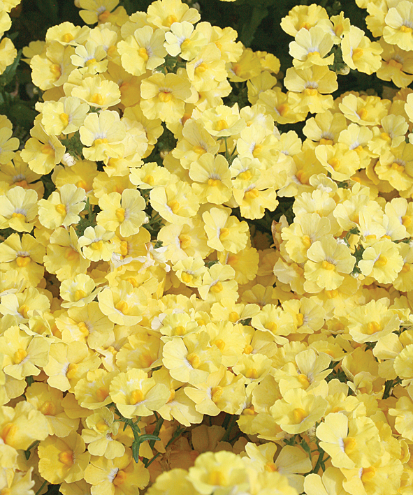 Sunsatia® Lemon - Nemesia hybrid | Proven Winners