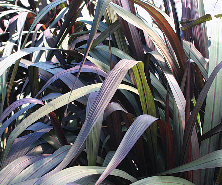 Graceful Grasses Vertigo - Purple Fountain Grass - Pennisetum purpureum